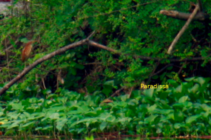 Cinnamon bittern in Vietnam