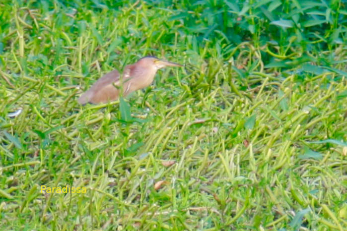 Yellow bittern in Vietnam
