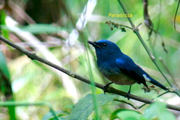 Hainan blue flycatcher in Vietnam