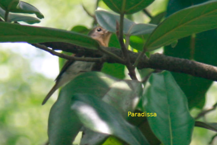 Indochinese blue flycatcher in Vietnam