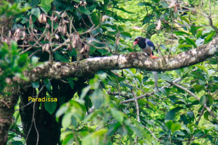 Tam Dao National Park Birdwatching Trip