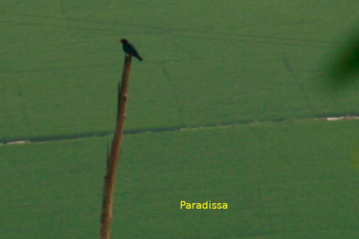 Black Bulbul in Vietnam