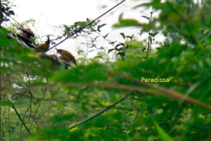 Black-crested bulbul in Vietnam in May 2026
