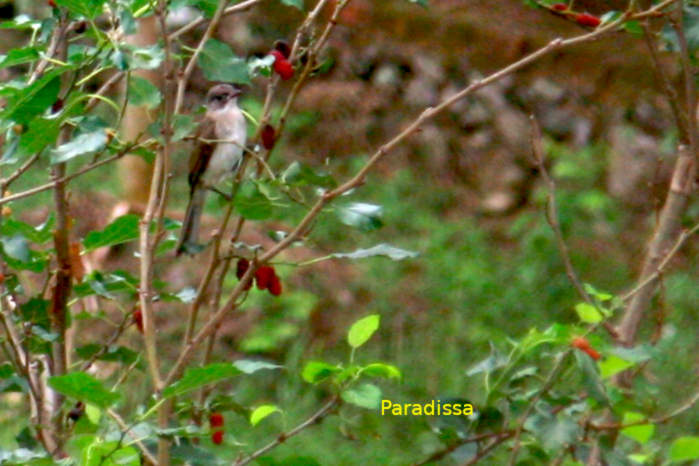 Light-vented bulbul in Vietnam