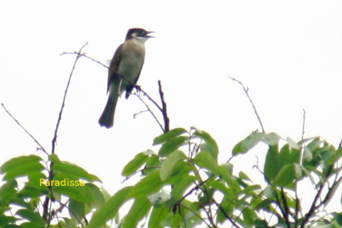 Light-vented bulbul in Vietnam