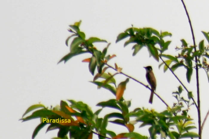Light-vented bulbul in Vietnam