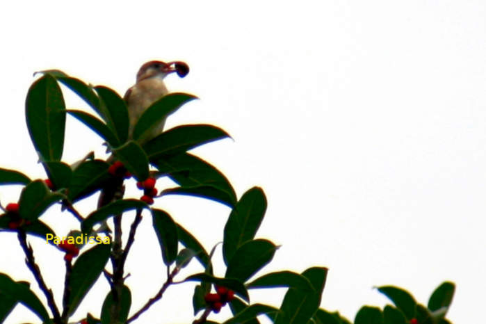 Light-vented bulbul in Vietnam