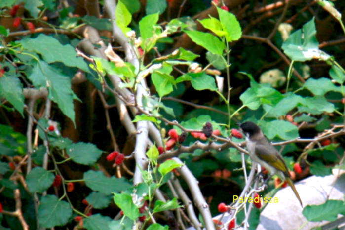 Light-vented bulbul in Vietnam