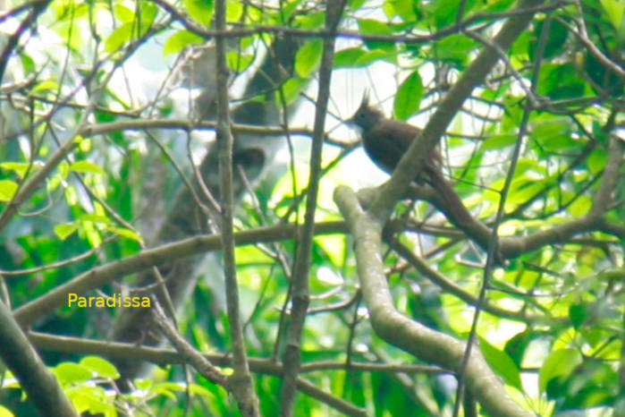 Puff-throated bulbul in Vietnam