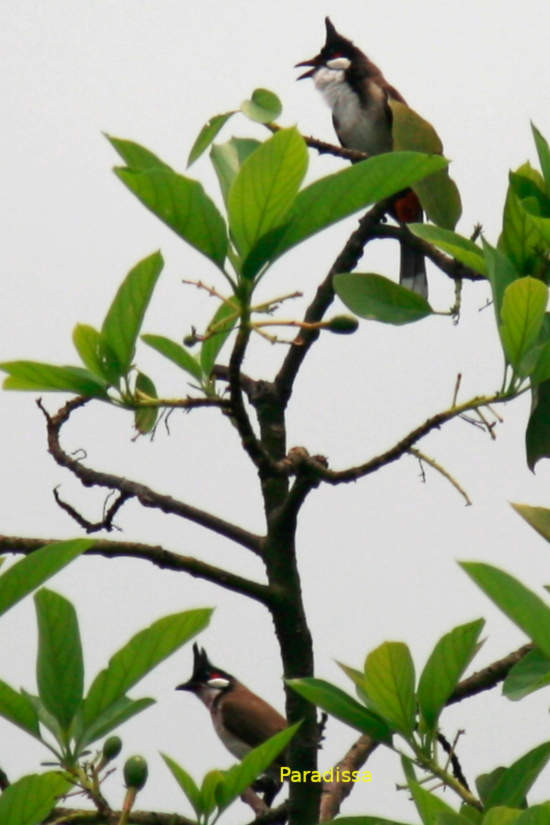Red-whiskered bulbul Vietnam