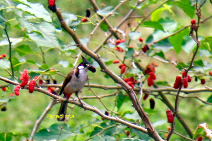 Red-whiskered bulbul Vietnam