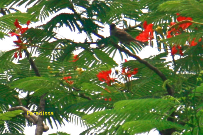 Sooty-headed bulbul Vietnam
