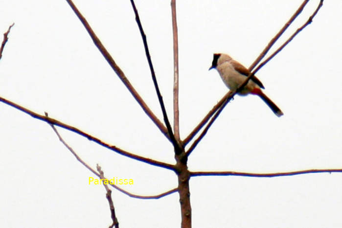 Sooty-headed bulbul Vietnam