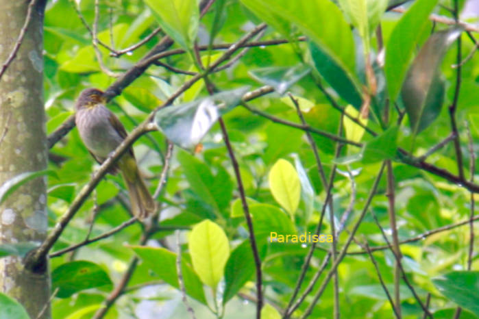 Stripe-throated bulbul in Vietnam