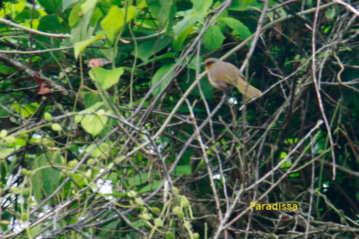 Stripe-throated bulbul in Vietnam
