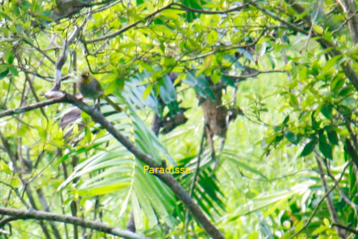 Stripe-throated bulbul in Vietnam