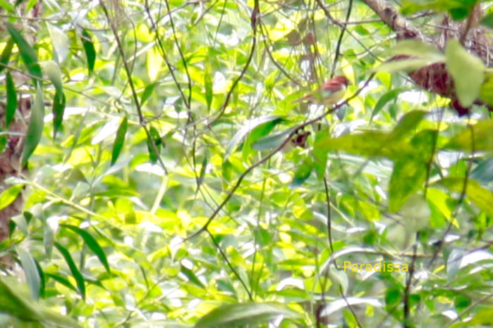 Chestnut bunting in Vietnam