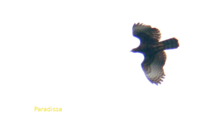 Oriental honey buzzard in Vietnam