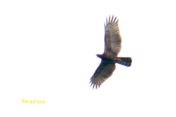 Oriental honey buzzard in Vietnam