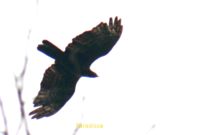 Oriental honey buzzard in Vietnam