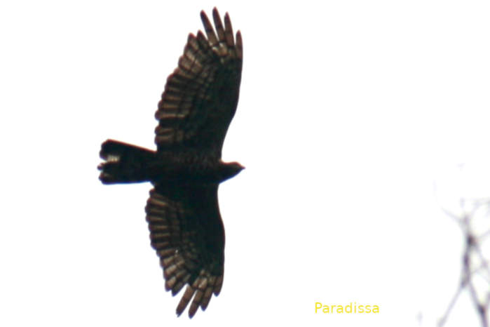 Oriental honey buzzard in Vietnam