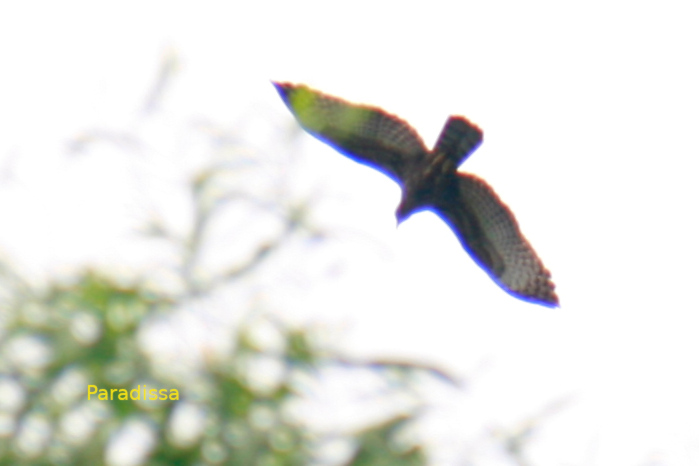 Oriental honey buzzard in Vietnam