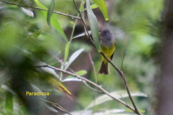 Gray-headed Canary-Flycatcher in Vietnam