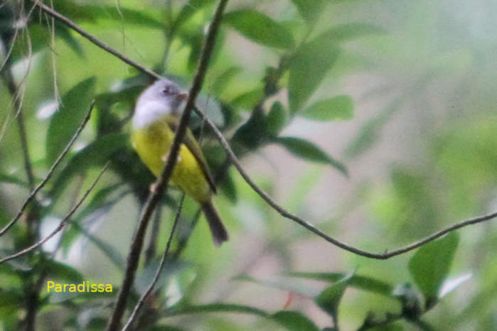 Gray-headed Canary-Flycatcher in Vietnam