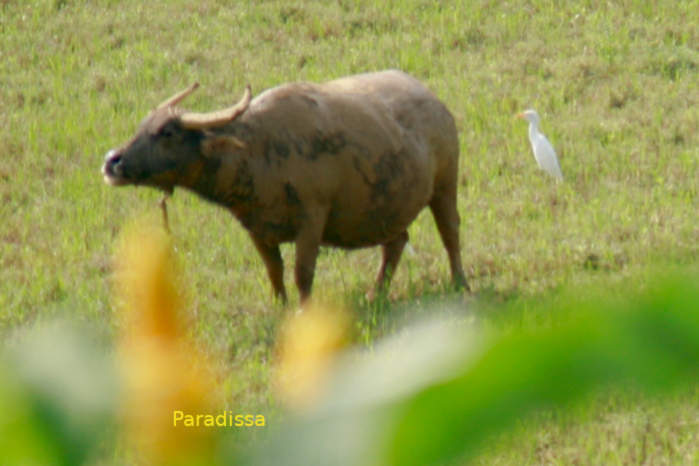 Eastern Cattle-Egret in Vietnam