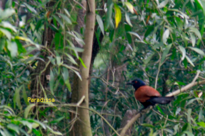 Greater coucal in Vietnam in May 2026