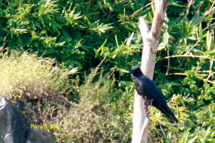 Large-billed crow in Vietnam