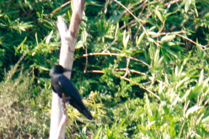 Large-billed crow in Vietnam