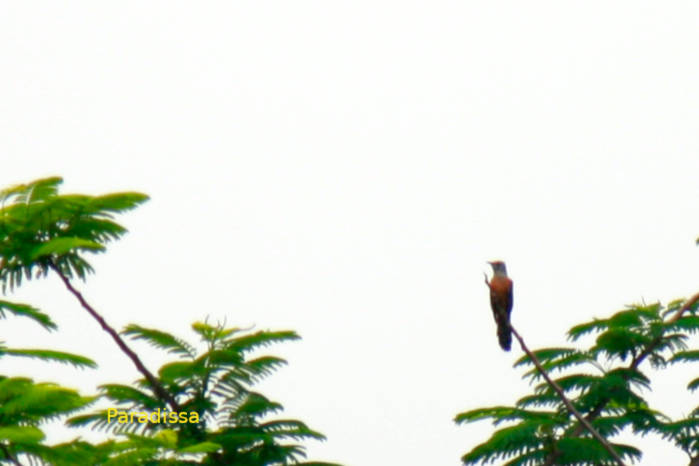 Plaintive Cuckoo in Vietnam