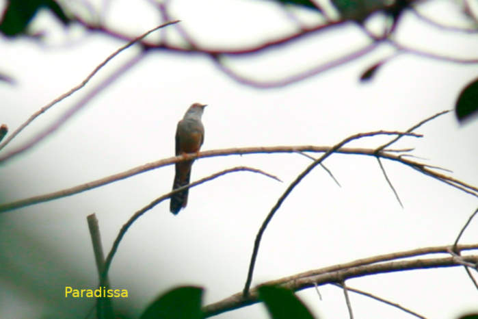Plaintive Cuckoo in Vietnam