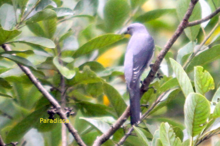 Black-winged cuckooshrike in Vietnam