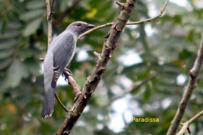Black-winged cuckooshrike in Vietnam