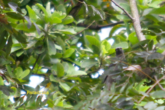 Black-winged cuckooshrike in Vietnam