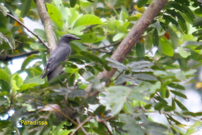 Black-winged cuckooshrike in Vietnam