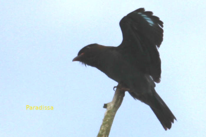 Dollarbird in Vietnam