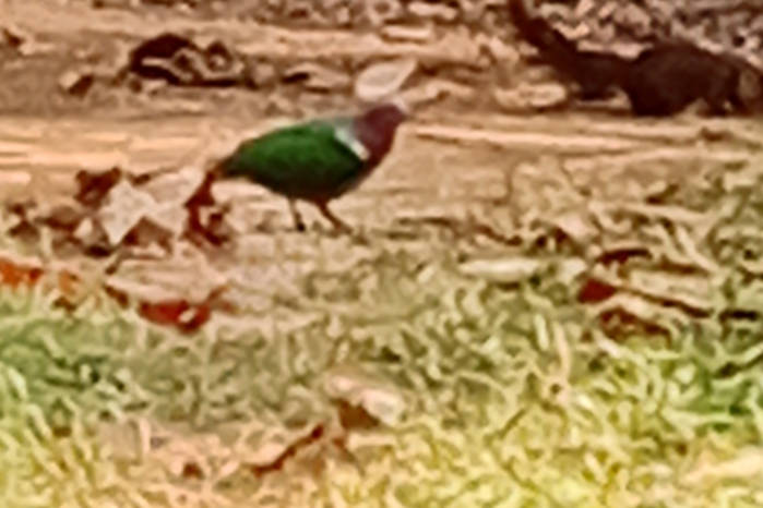 Common emerald dove in Vietnam