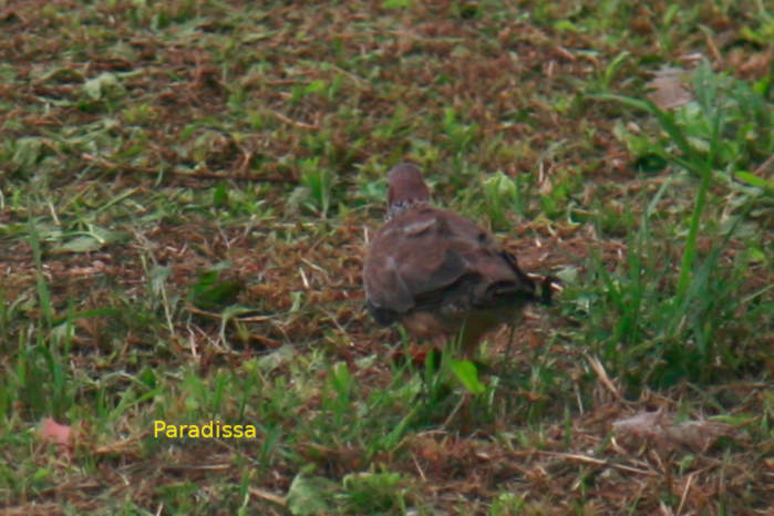 Spotted dove in Vietnam