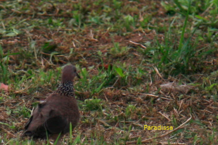 Spotted dove in Vietnam
