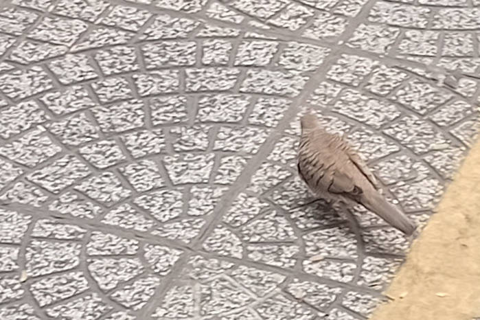 Zebra dove in Vietnam