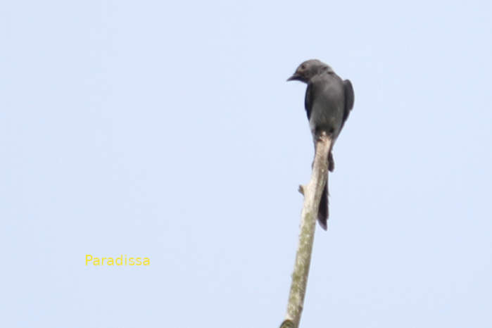 Ashy drongo in Vietnam
