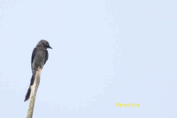 Ashy drongo in Vietnam