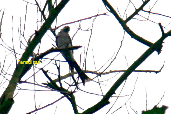 Ashy drongo in Vietnam