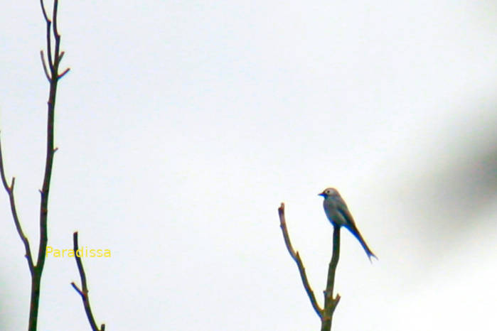 White-cheeked drongo (subspecies of ashy drongo) in Vietnam