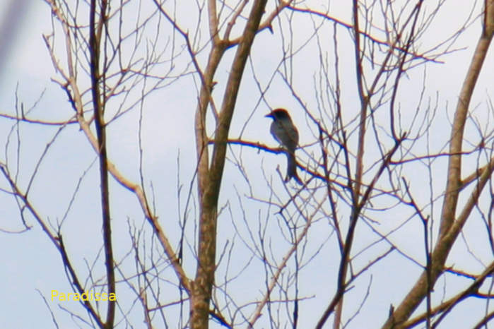 Ashy drongo in Vietnam