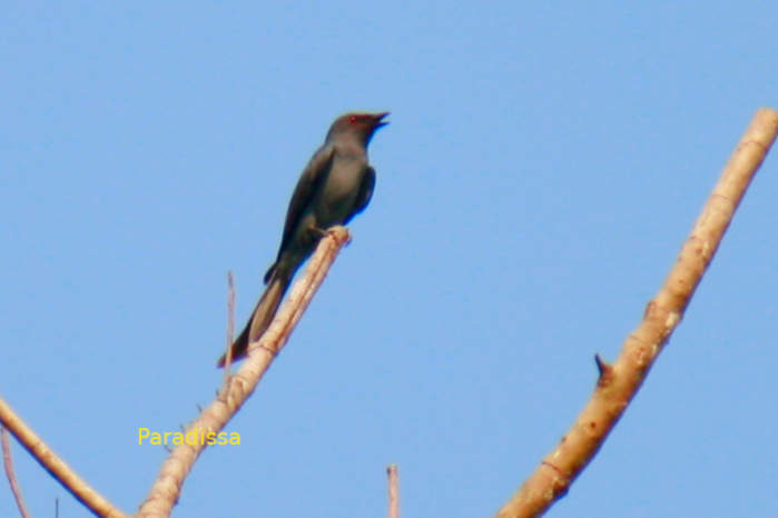 Ashy drongo in Vietnam