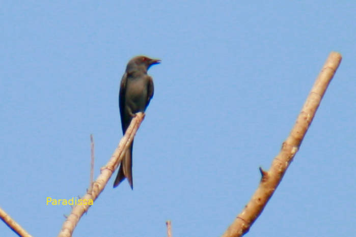 Ashy drongo in Vietnam
